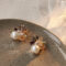 [925銀針]高級感珍珠水晶耳環 - 1780